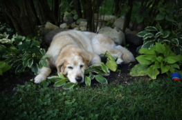 Older golden retriever resting comfortably in a shady garden