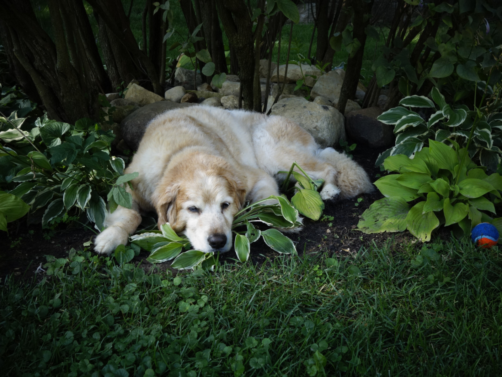 Older golden retriever resting comfortably in a shady garden